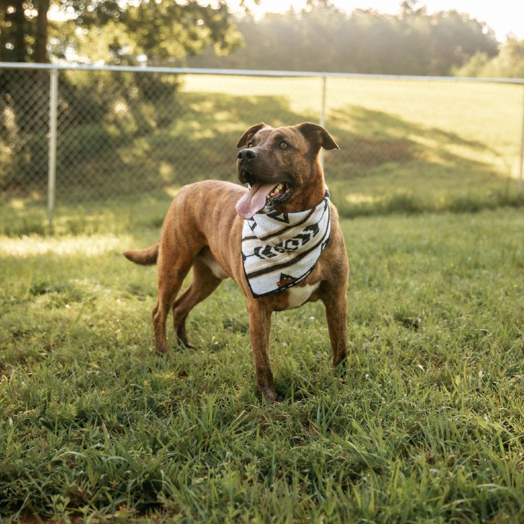 Damon, a Adoptable Plott Hound in Blairsville, GA image 4/6