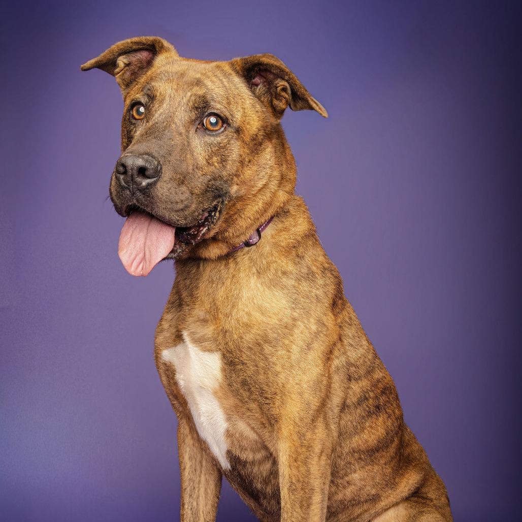 Enlarge Damon, a Adoptable Plott Hound in Blairsville, GA image 3/6