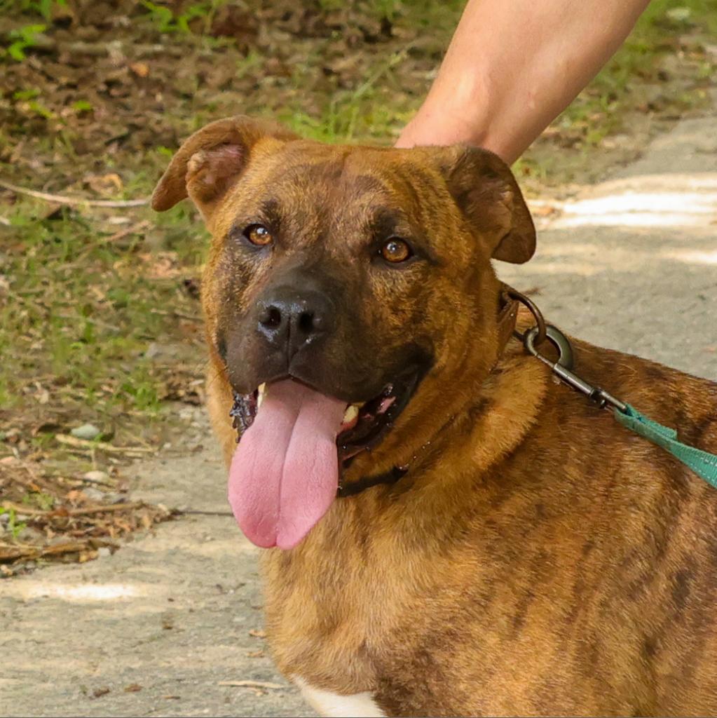 Damon, a Adoptable Plott Hound in Blairsville, GA image 5/6
