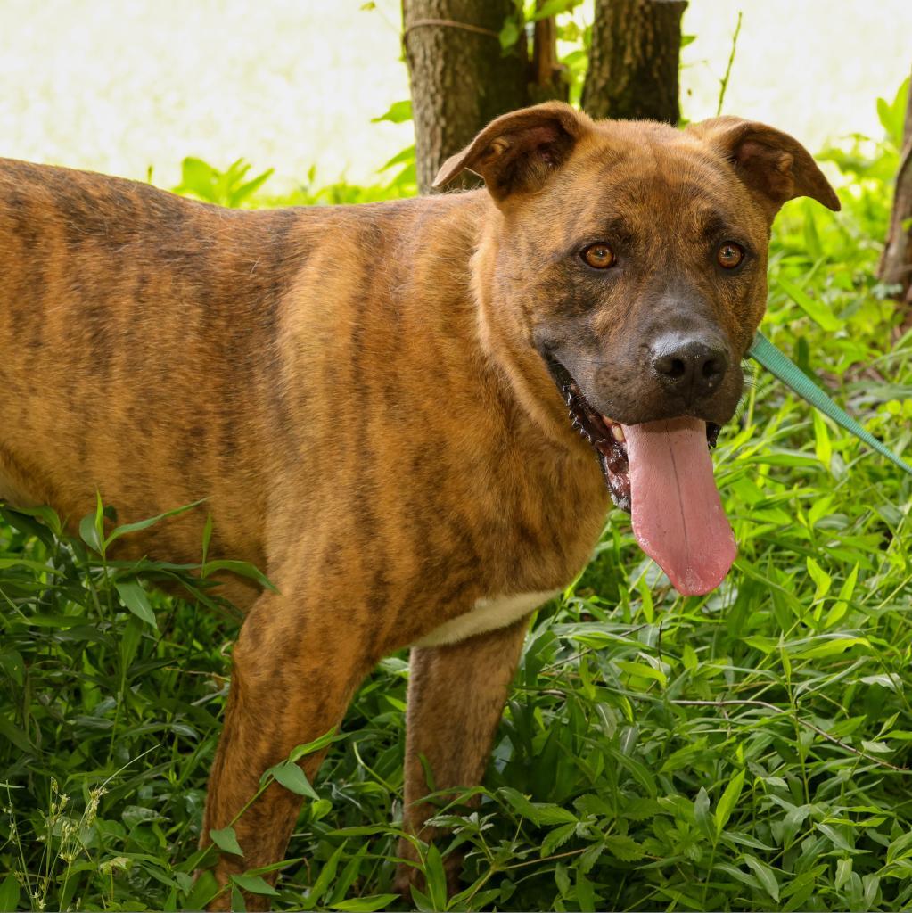 Damon, a Adoptable Plott Hound in Blairsville, GA image 6/6