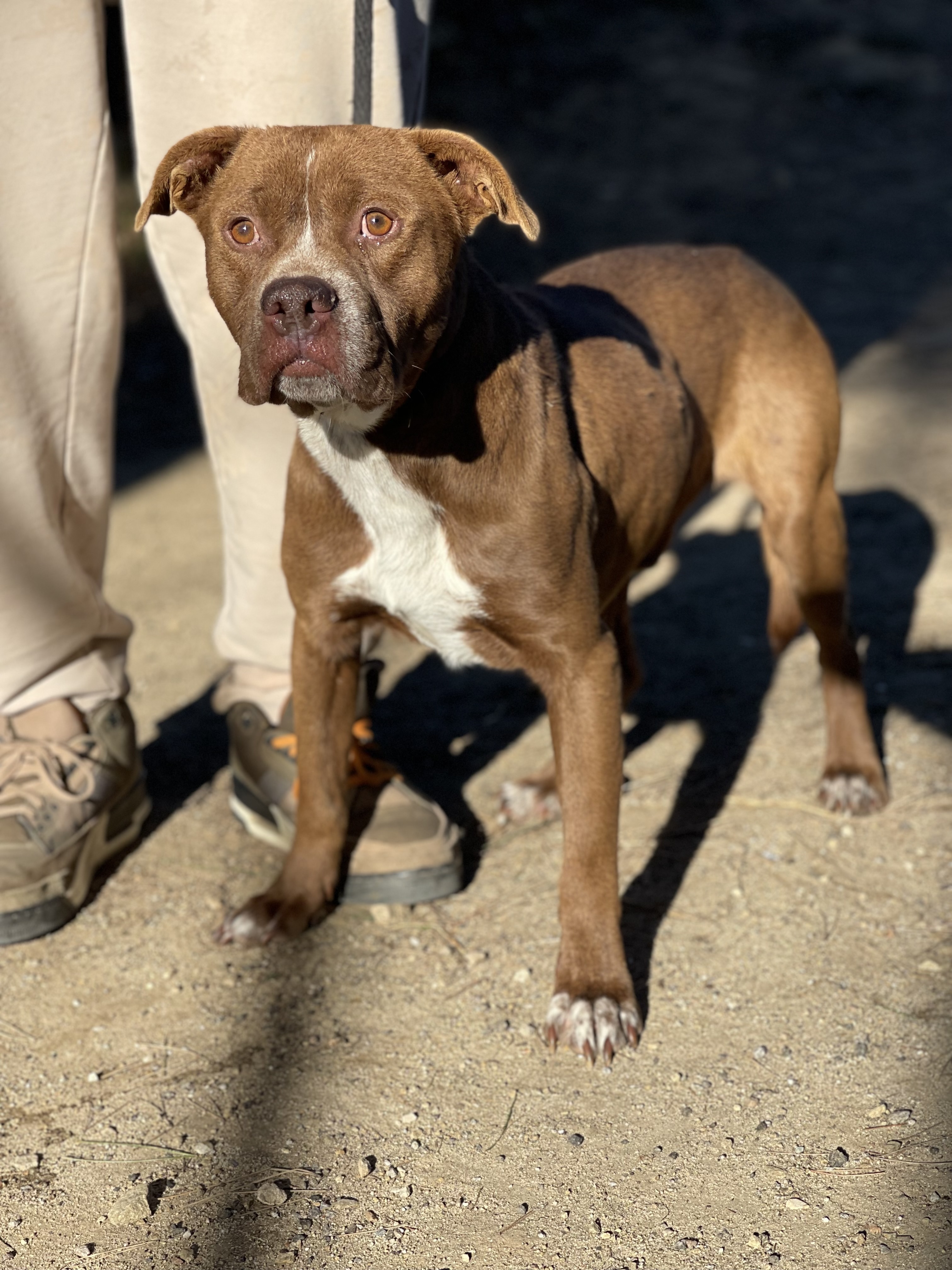 Enlarge Jimmy, a Adoptable mixed breed in Santa Monica, CA image 1/4