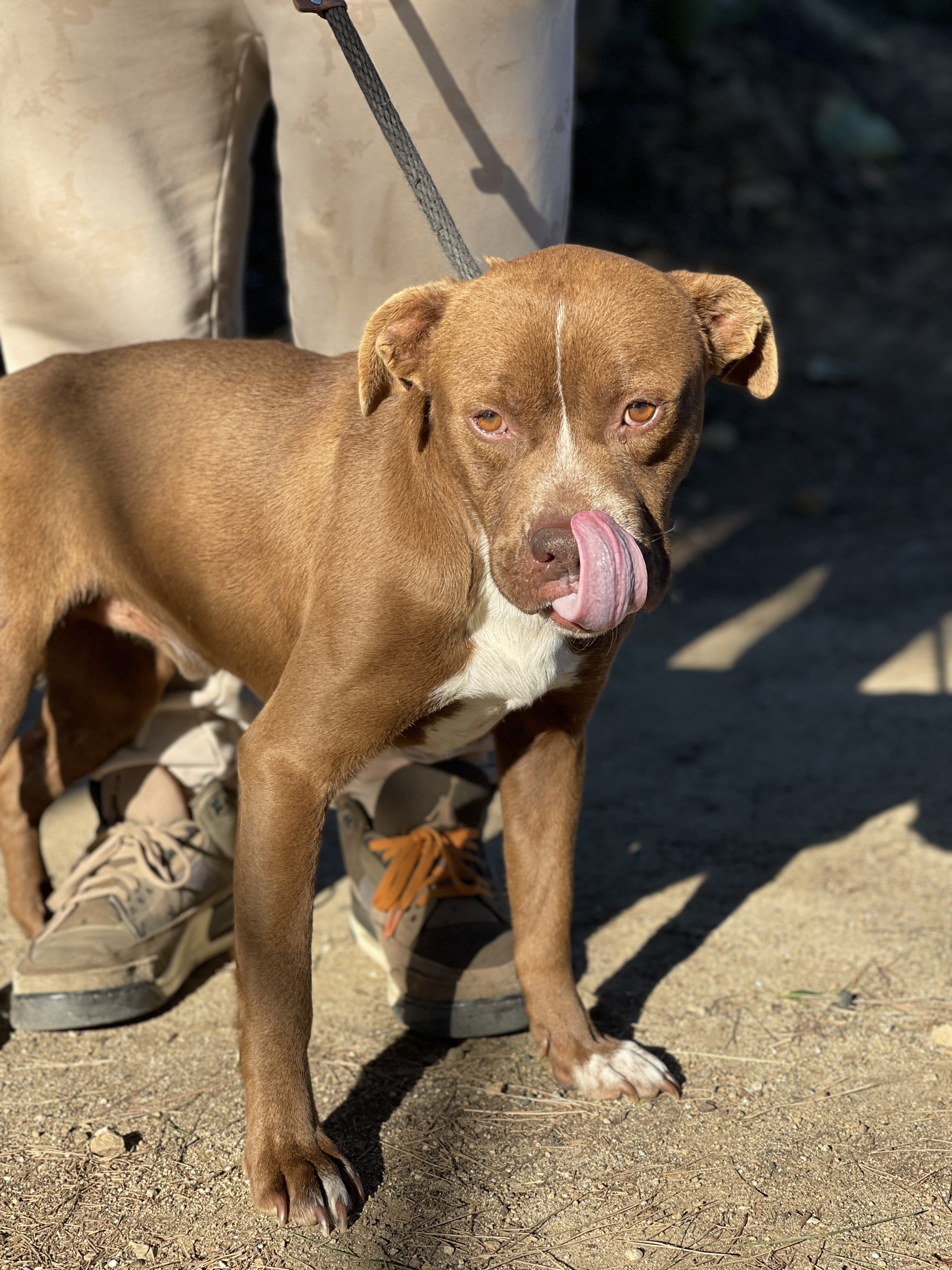 Enlarge Jimmy, a Adoptable mixed breed in Santa Monica, CA image 2/4