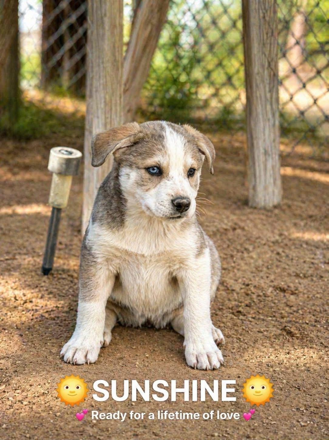 Sunshine, adopted, Puppy Female Husky & Australian Shepherd.