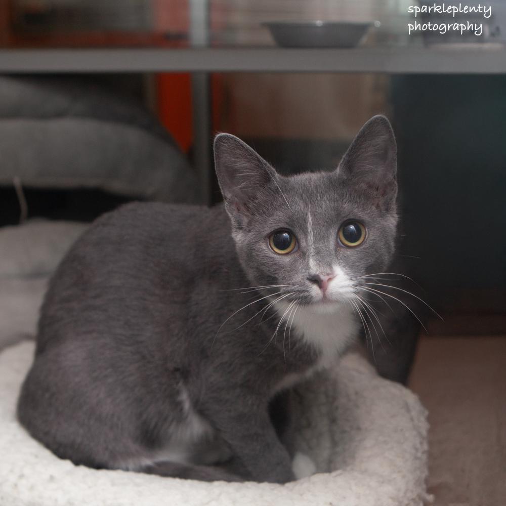 Enlarge Macaroni, a Adoptable Domestic Short Hair in Ridgefield, CT image 1/6