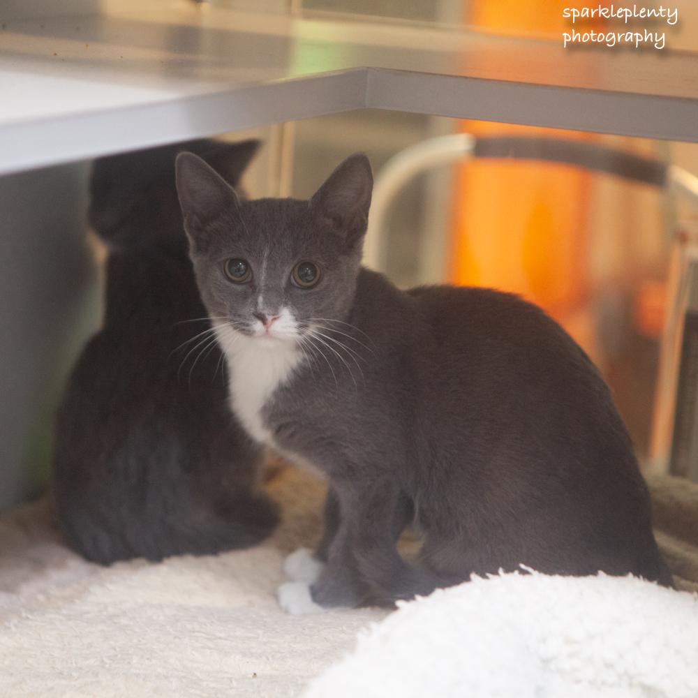 Enlarge Macaroni, a Adoptable Domestic Short Hair in Ridgefield, CT image 3/3
