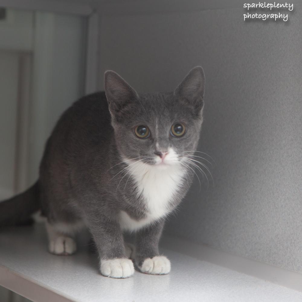 Enlarge Macaroni, a Adoptable Domestic Short Hair in Ridgefield, CT image 1/3