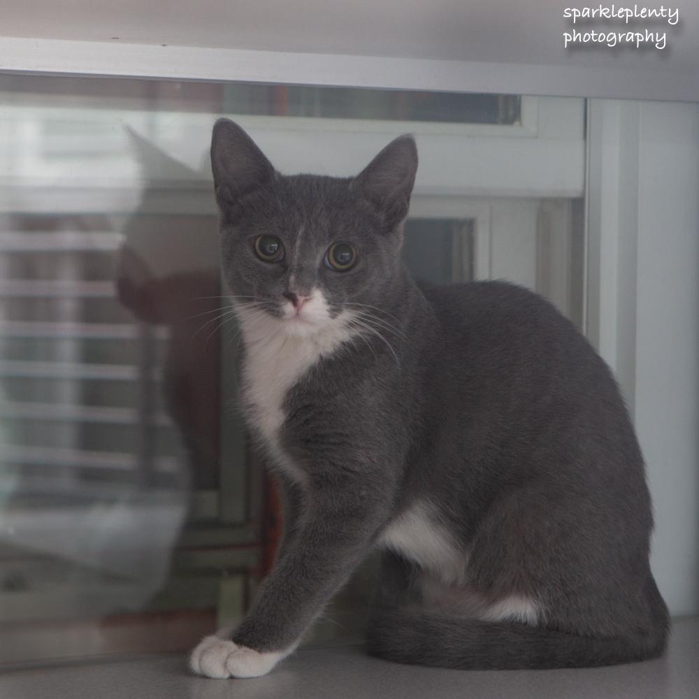 Enlarge Macaroni, a Adoptable Domestic Short Hair in Ridgefield, CT image 2/3