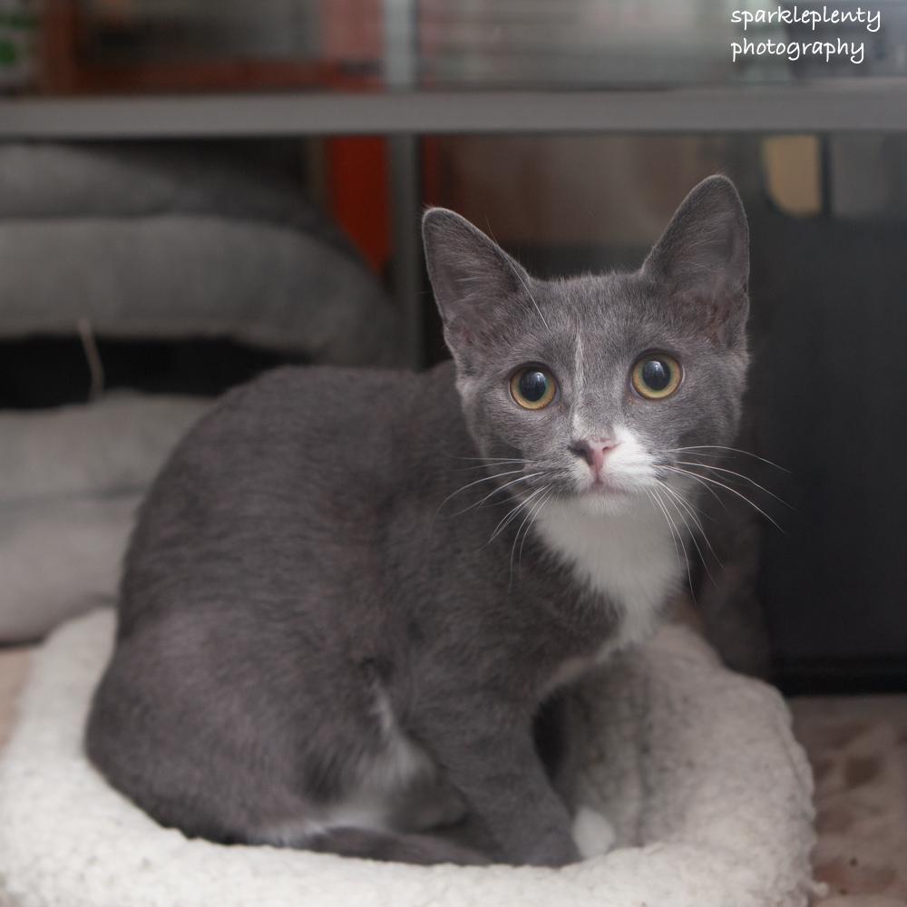 Enlarge Macaroni, a Adoptable Domestic Short Hair in Ridgefield, CT image 3/6