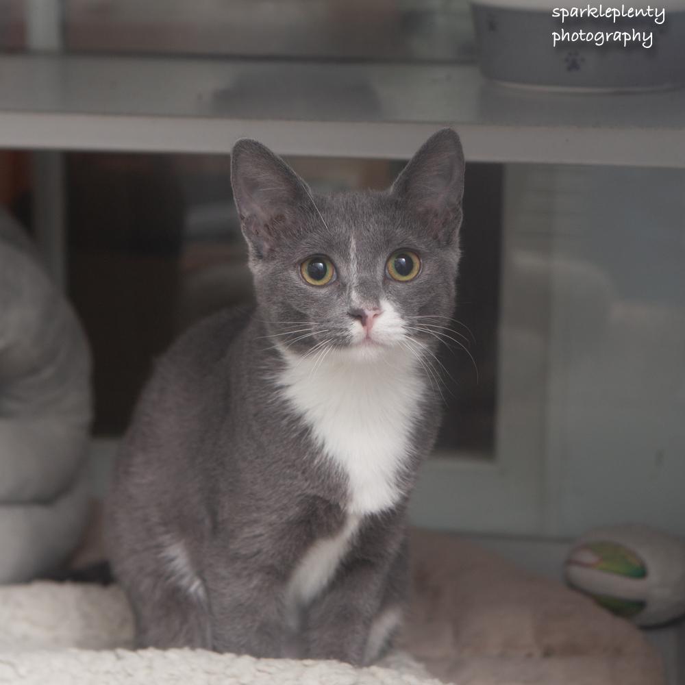 Enlarge Macaroni, a Adoptable Domestic Short Hair in Ridgefield, CT image 2/6