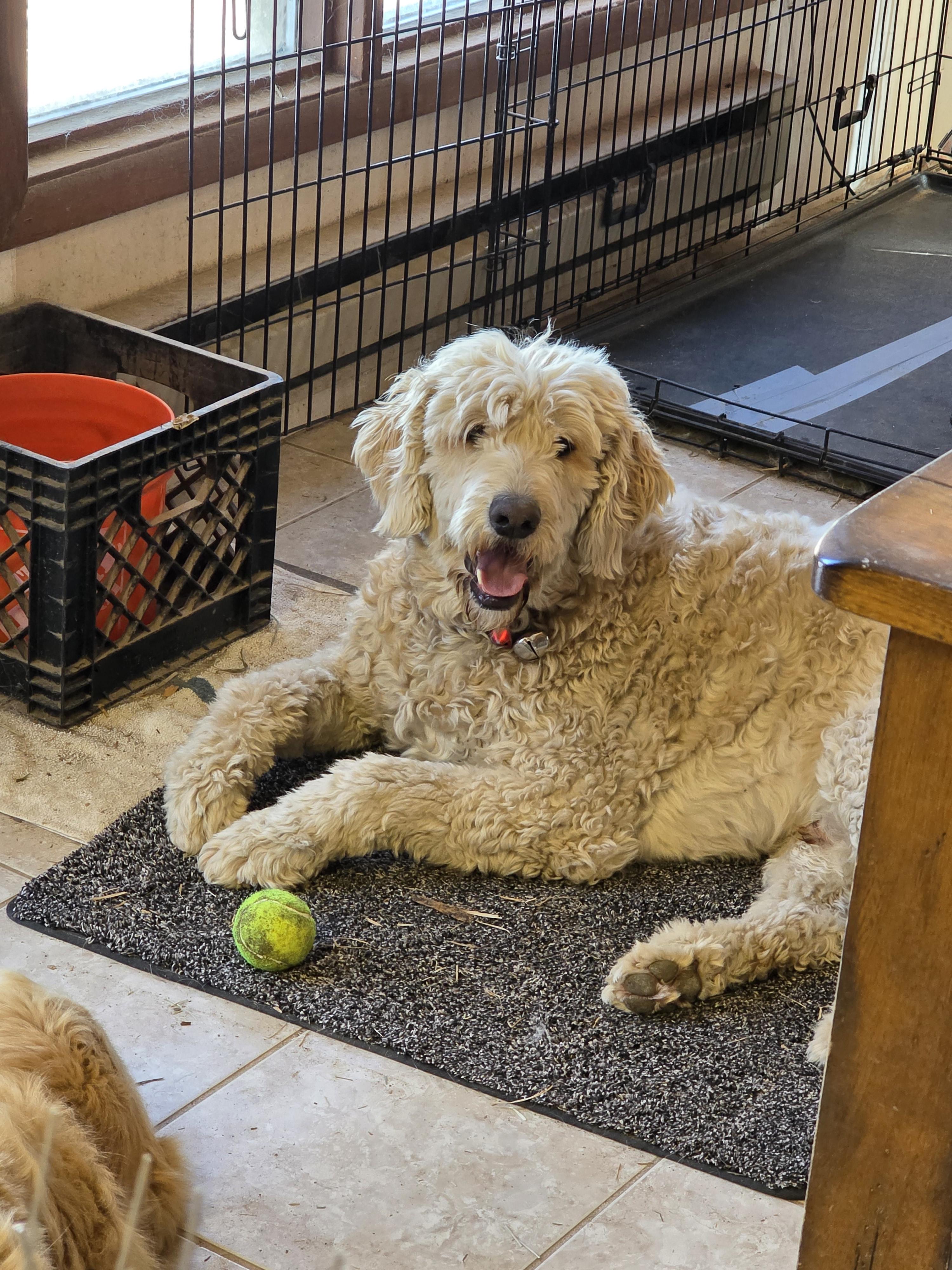 Lucky, ADOPTABLE, Adult Male Labradoodle.