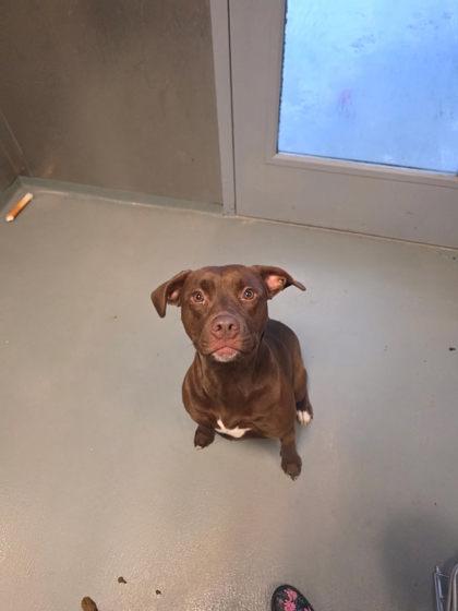 Schnapps thumbnail 2