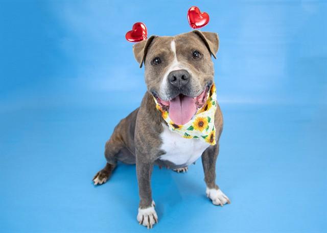 Enlarge LUCY, a Adoptable mixed breed in Colorado Springs, CO image 1/1