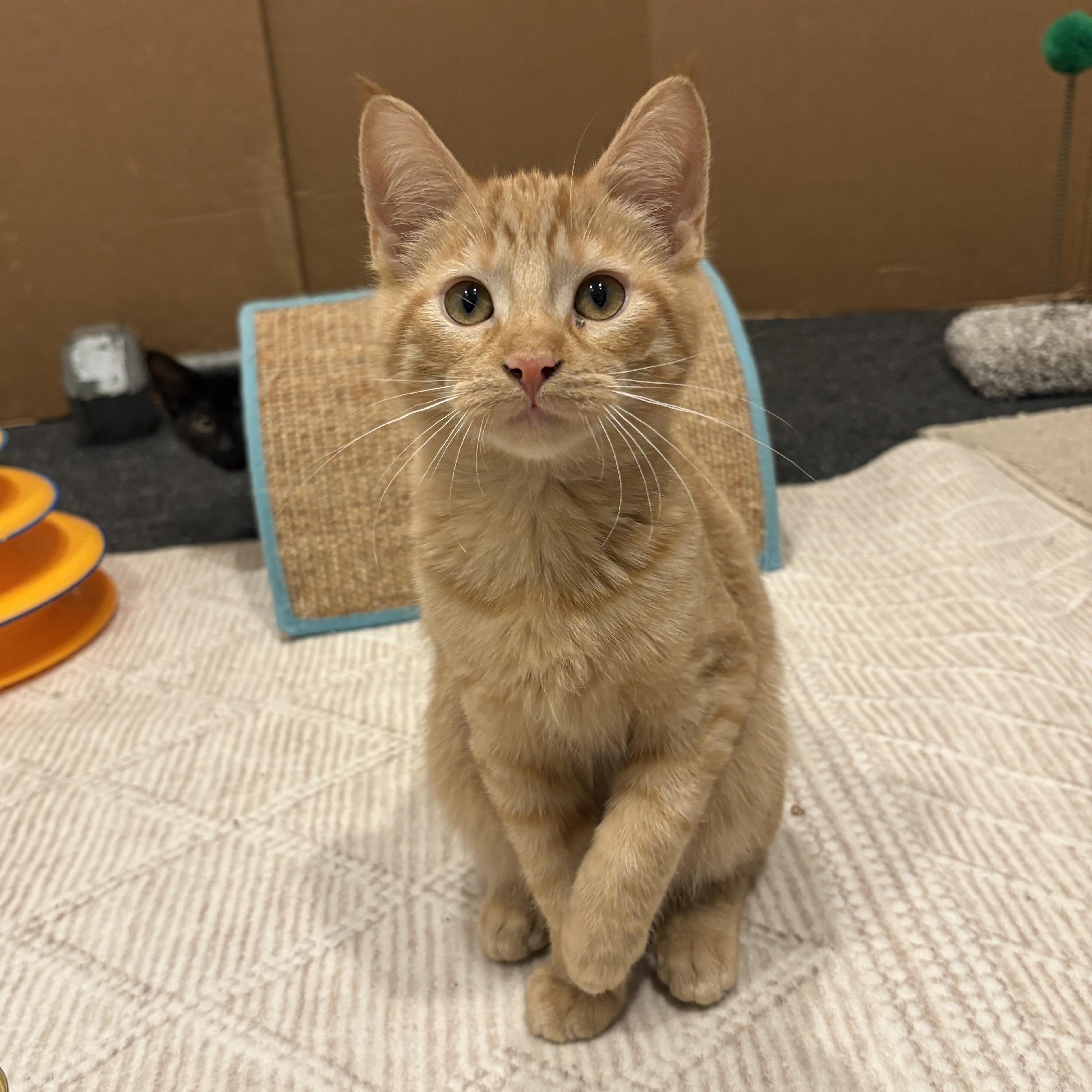 Enlarge Knuckles, an adopted Tabby in Macomb, MI image 1/4