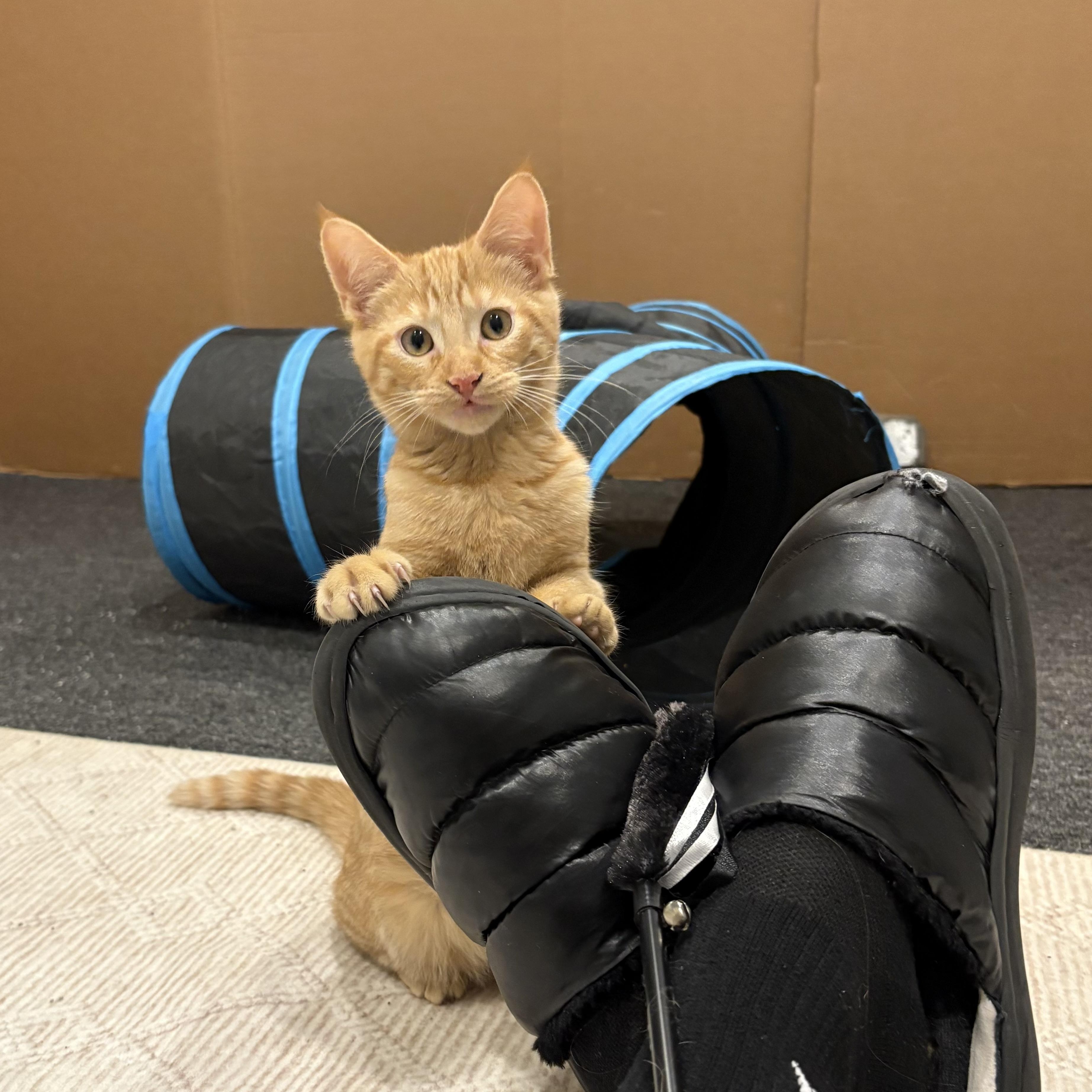 Enlarge Knuckles, an adopted Tabby in Macomb, MI image 2/4