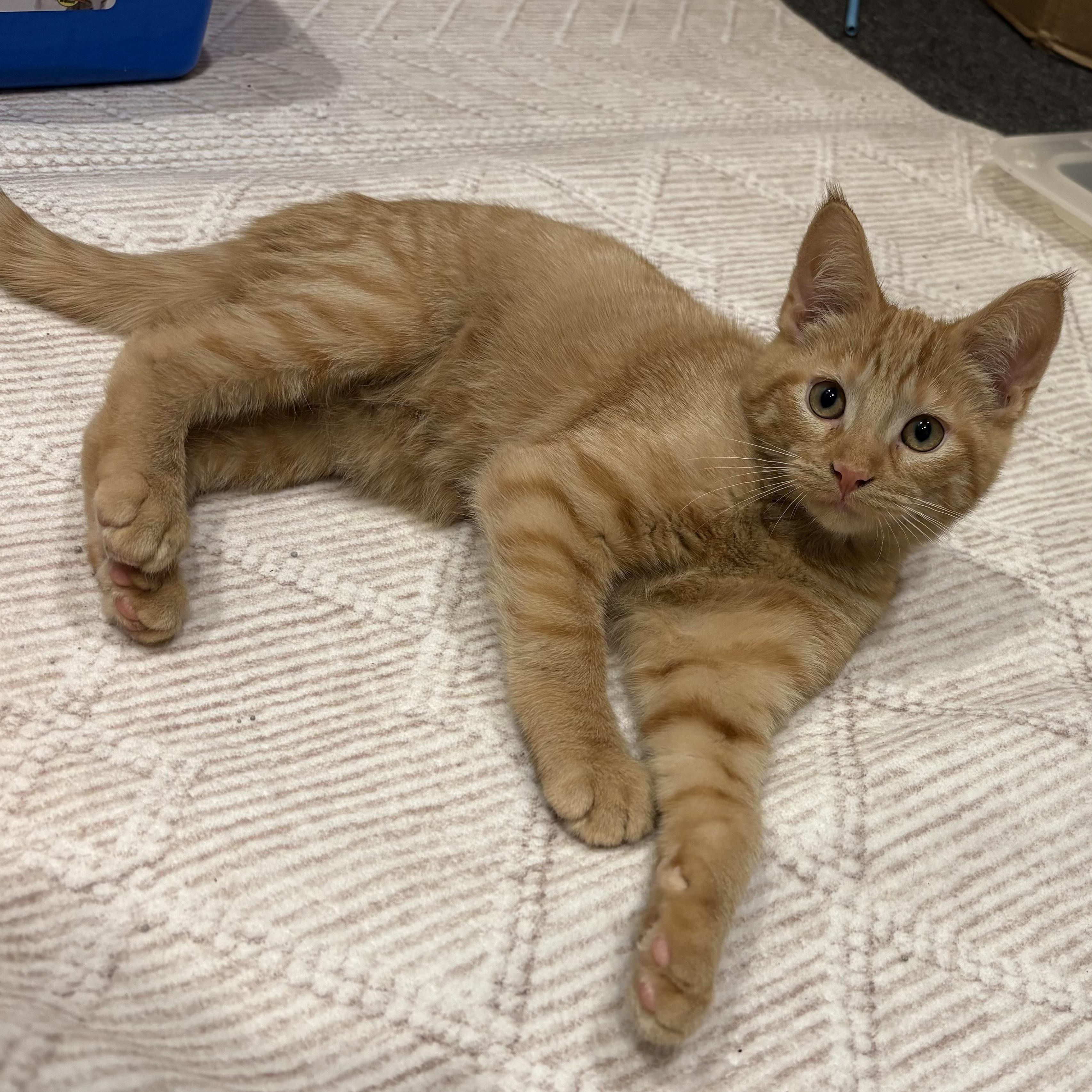 Enlarge Knuckles, an adopted Tabby in Macomb, MI image 3/4