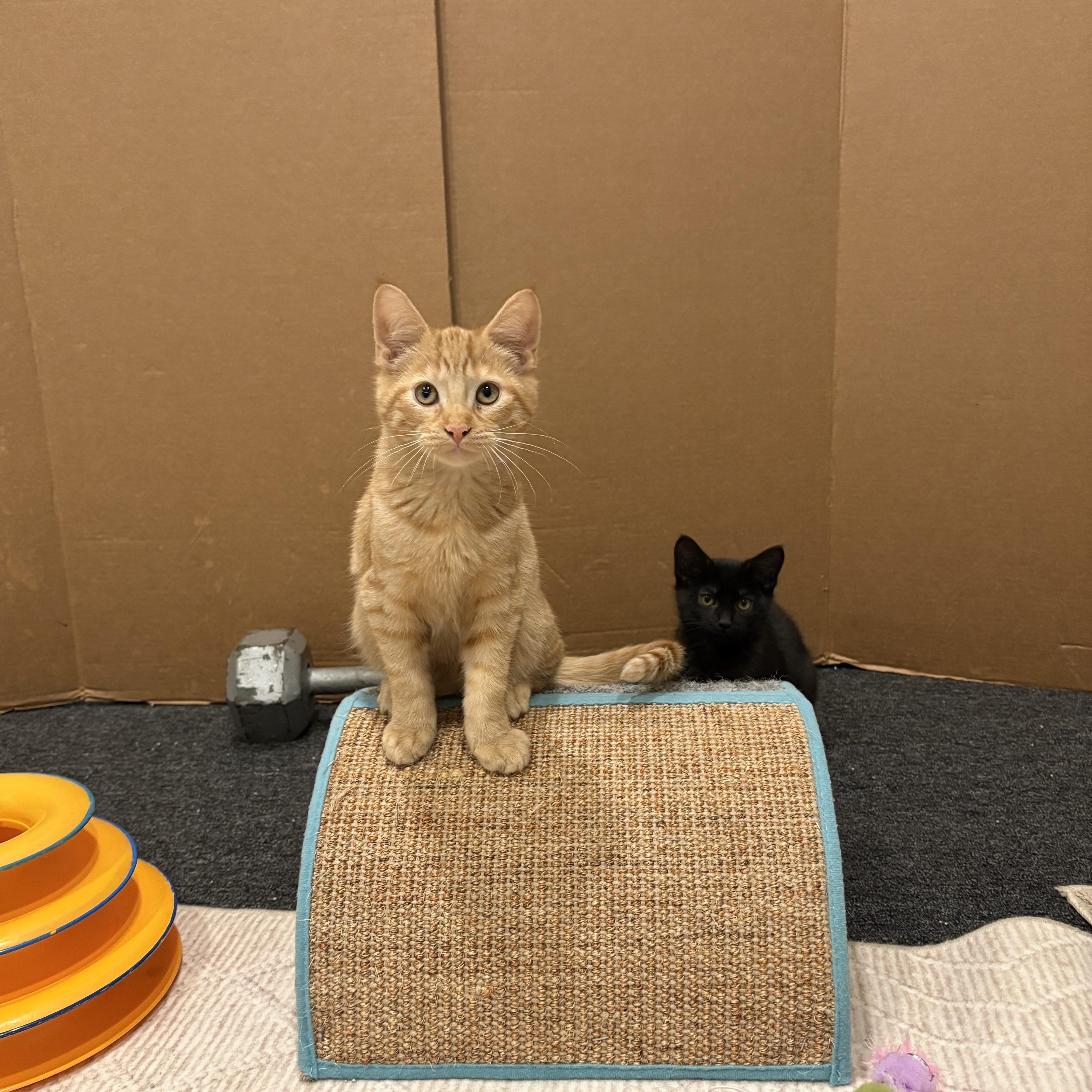 Enlarge Knuckles, an adopted Tabby in Macomb, MI image 4/4