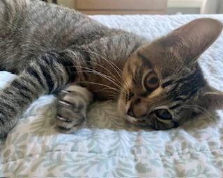 Madison, an adoptable Domestic Short Hair in Pasco, WA, 99301 | Photo Image 3