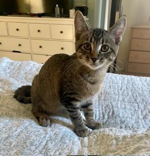 Madison, an adoptable Domestic Short Hair in Pasco, WA, 99301 | Photo Image 2