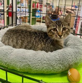 Madison, an adoptable Domestic Short Hair in Pasco, WA, 99301 | Photo Image 1