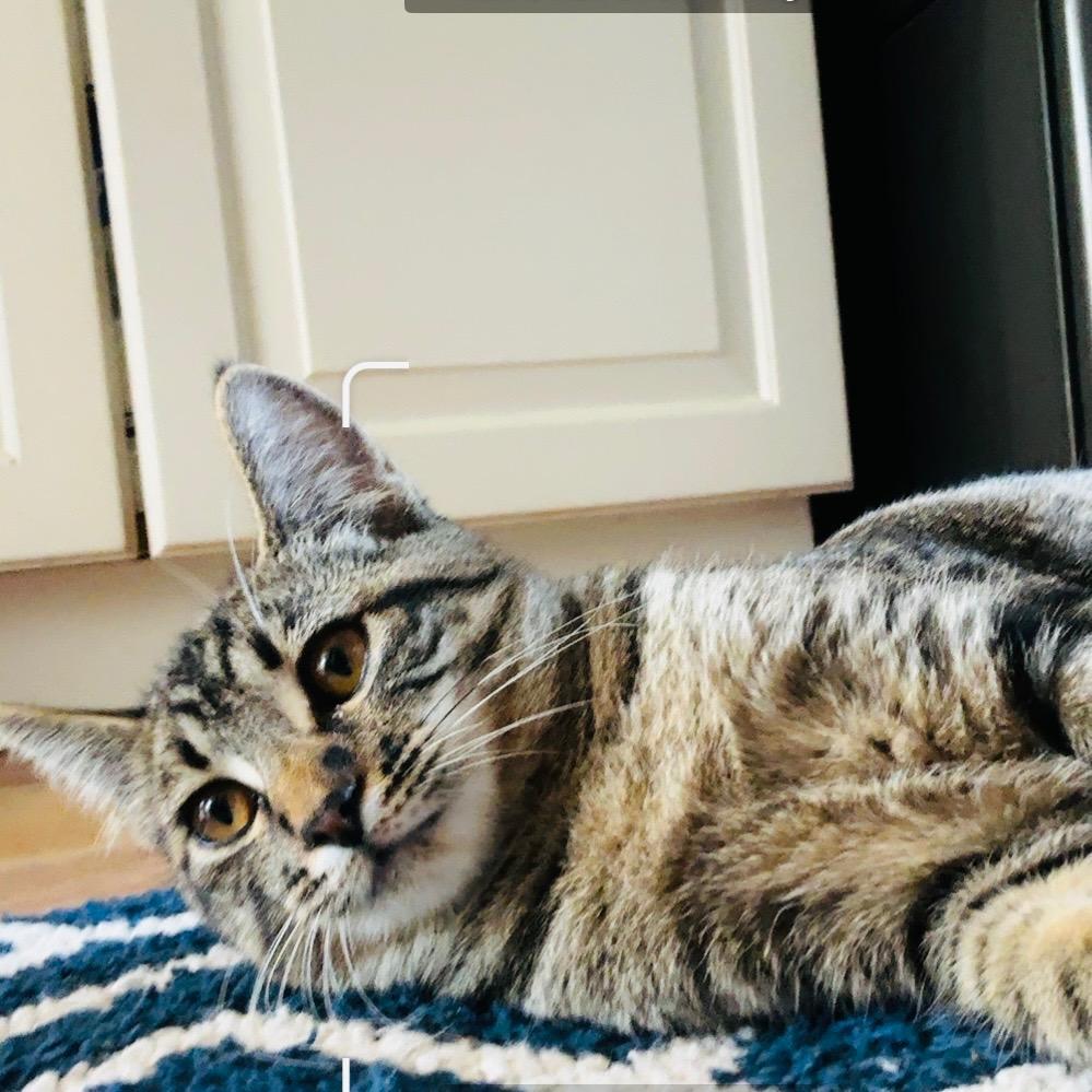 Maddie, an adoptable Domestic Short Hair in Pasco, WA, 99301 | Photo Image 4