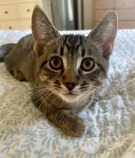 Madison, an adoptable Domestic Short Hair in Pasco, WA, 99301 | Photo Image 5