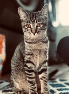 Maddie, an adoptable Domestic Short Hair in Pasco, WA, 99301 | Photo Image 1