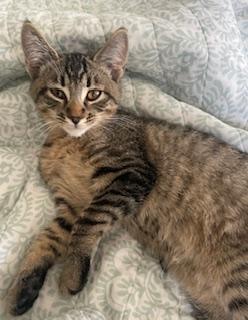Madison, an adoptable Domestic Short Hair in Pasco, WA, 99301 | Photo Image 5