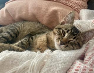 Madison, an adoptable Domestic Short Hair in Pasco, WA, 99301 | Photo Image 6