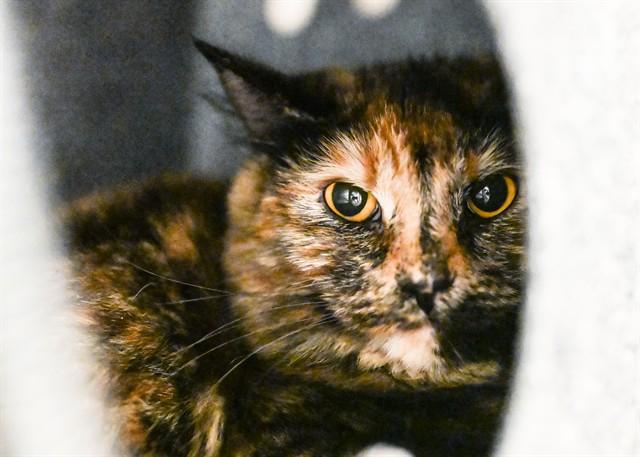 REESES PUFFS, Adoptable, Young Female Domestic Long Hair.