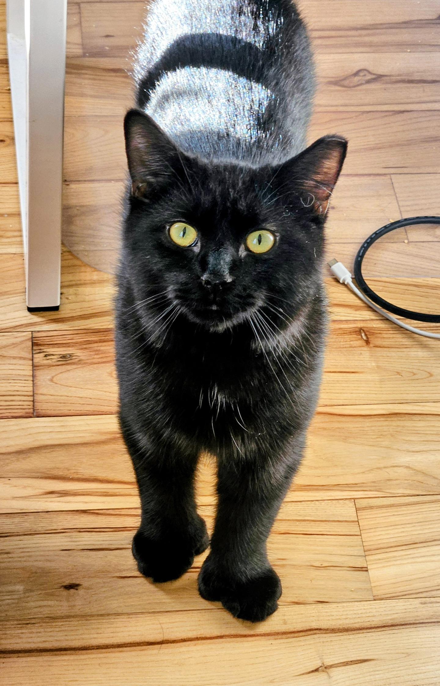 Enlarge Doctor Dave, an adopted Domestic Short Hair in Philadelphia, PA image 1/4