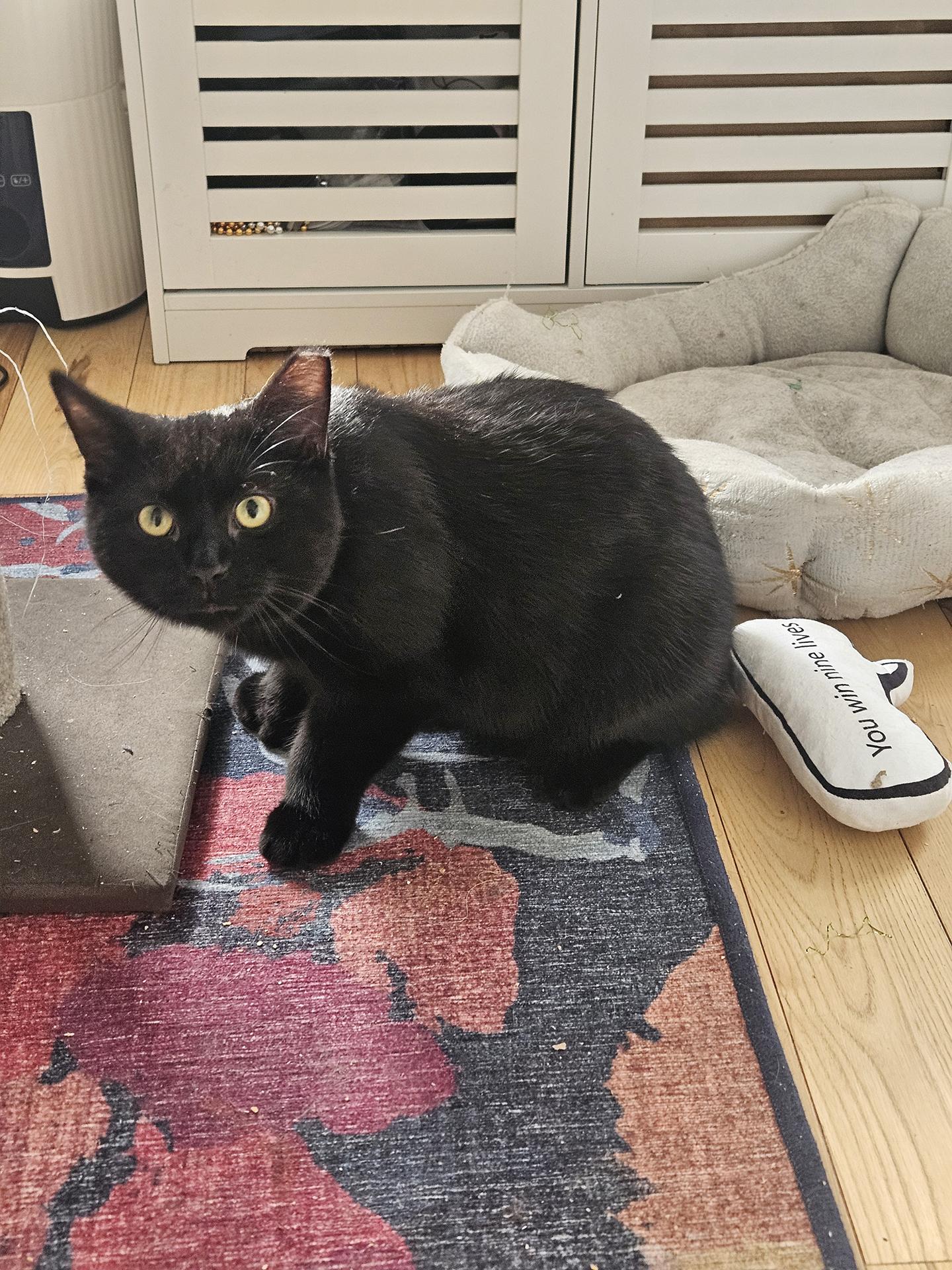 Enlarge Doctor Dave, an adopted Domestic Short Hair in Philadelphia, PA image 2/4