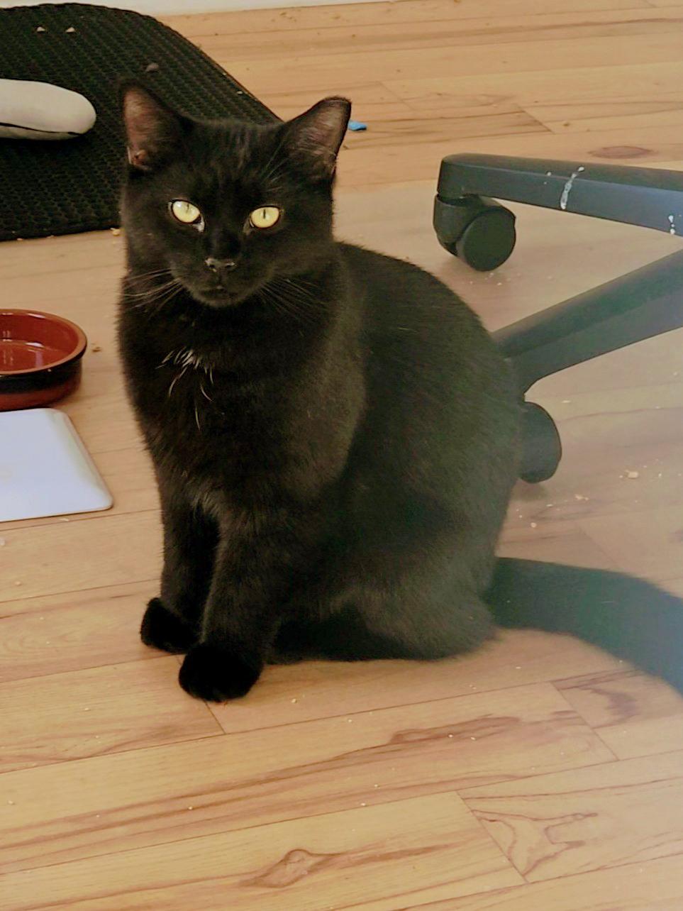 Enlarge Doctor Dave, an adopted Domestic Short Hair in Philadelphia, PA image 3/4