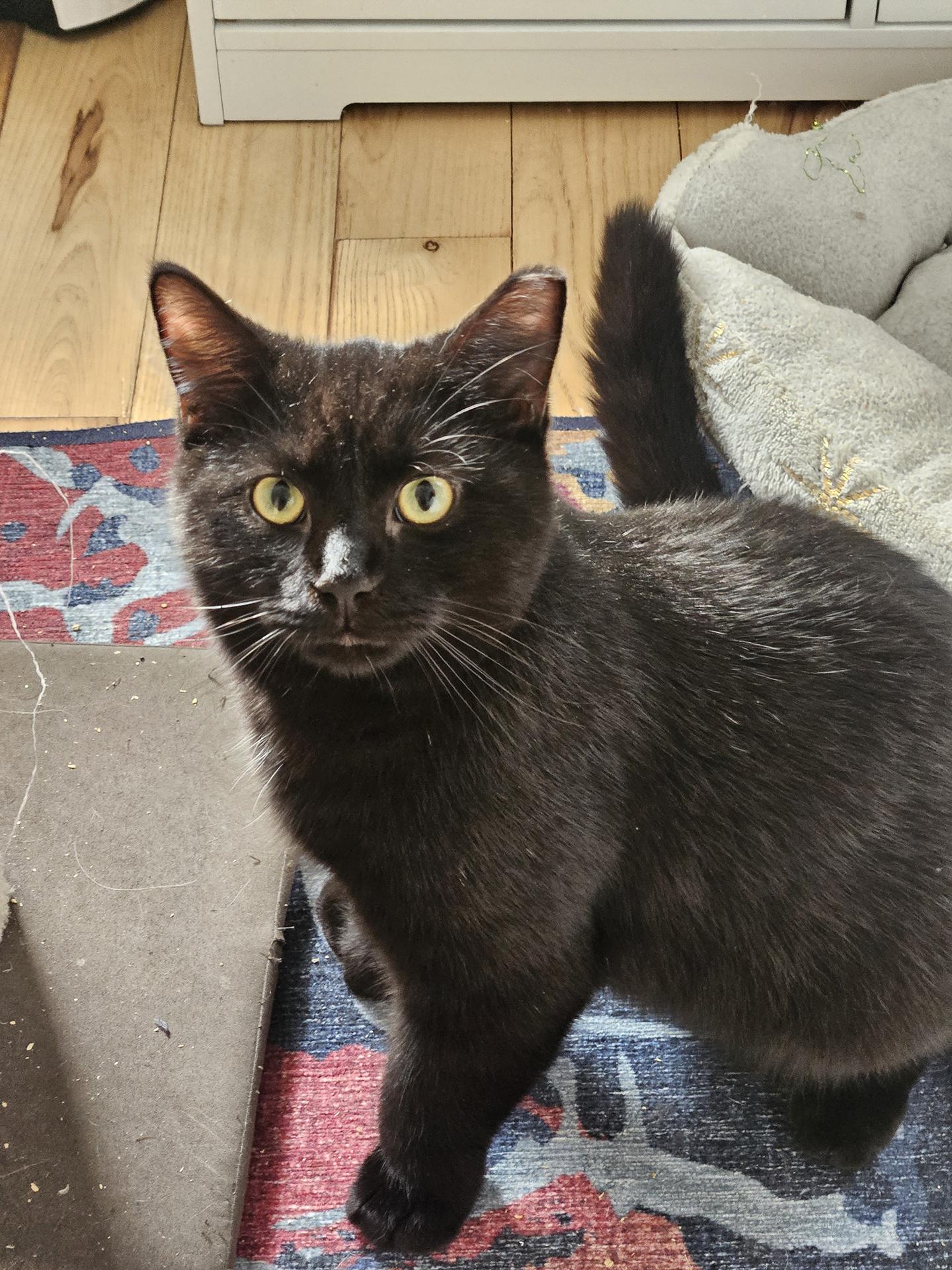 Enlarge Doctor Dave, an adopted Domestic Short Hair in Philadelphia, PA image 4/4