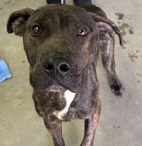 Enlarge BUDDY, a Adoptable Pit Bull Terrier in Pensacola, FL image 1/1
