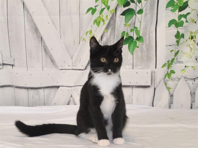 Enlarge DOLLY, a Adoptable mixed breed in Oroville, CA image 1/1