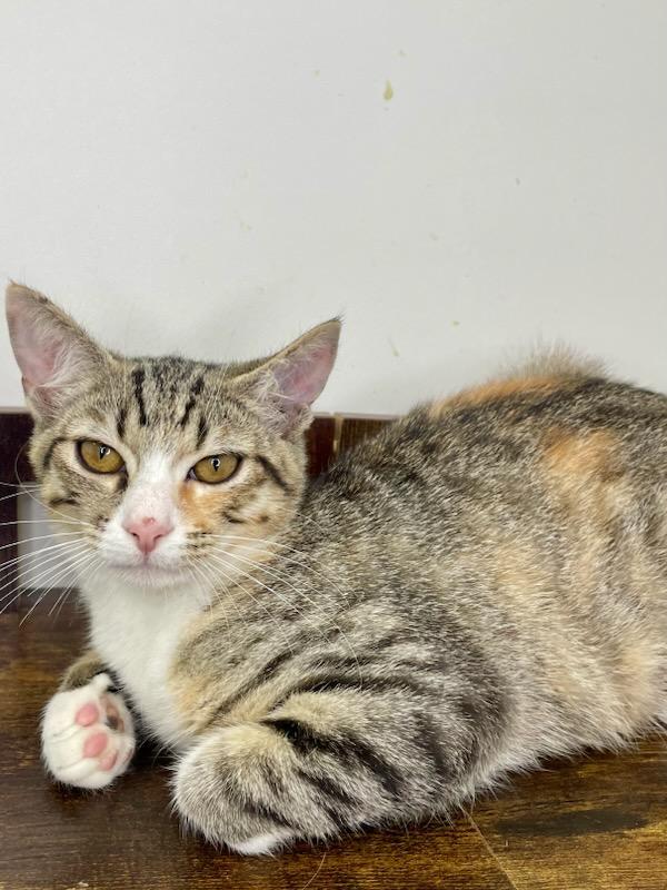 Oyster, Adopted, Young Female Domestic Short Hair.