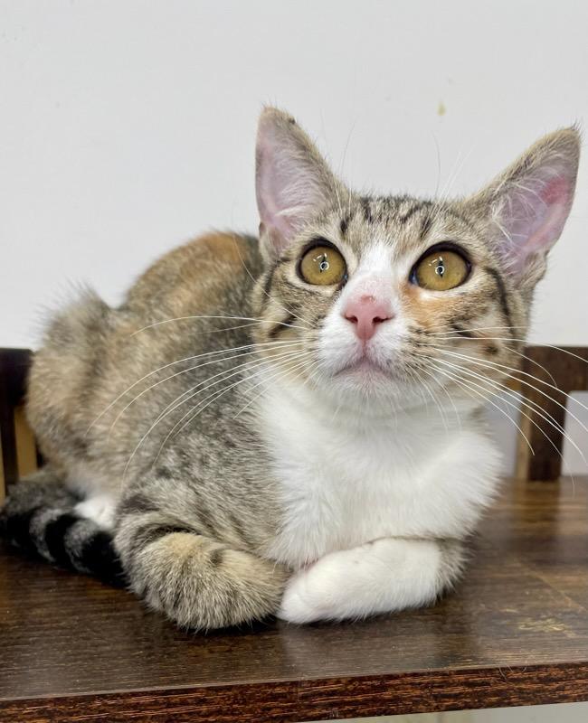 Enlarge Oyster, a Adopted Domestic Short Hair in chino, CA image 2/3