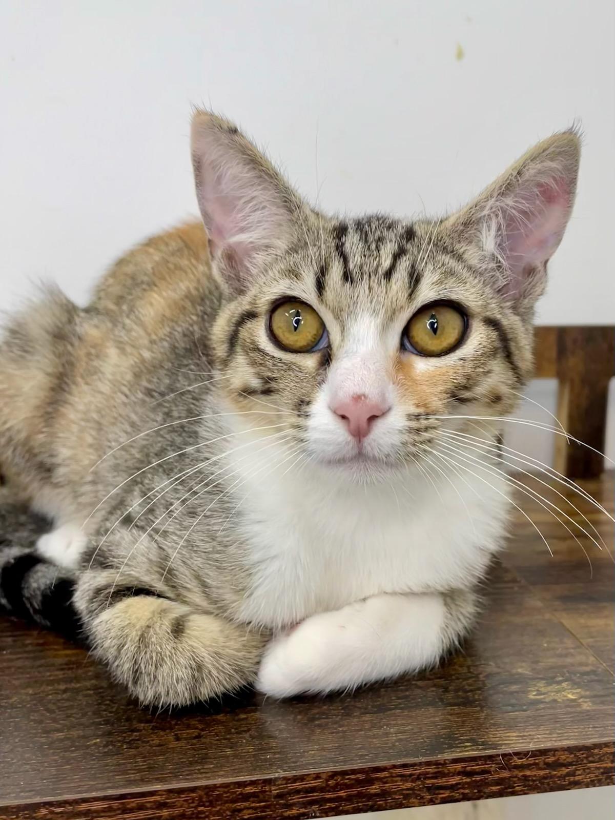 Enlarge Oyster, a Adopted Domestic Short Hair in chino, CA image 3/3