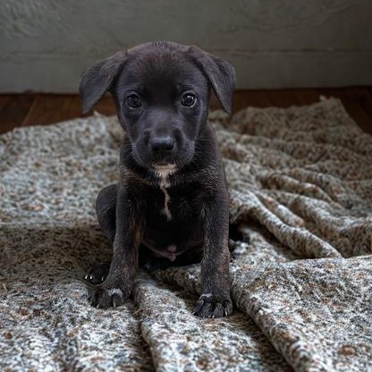 Enlarge Shear, a ADOPTABLE mixed breed in Danbury, CT image 1/1