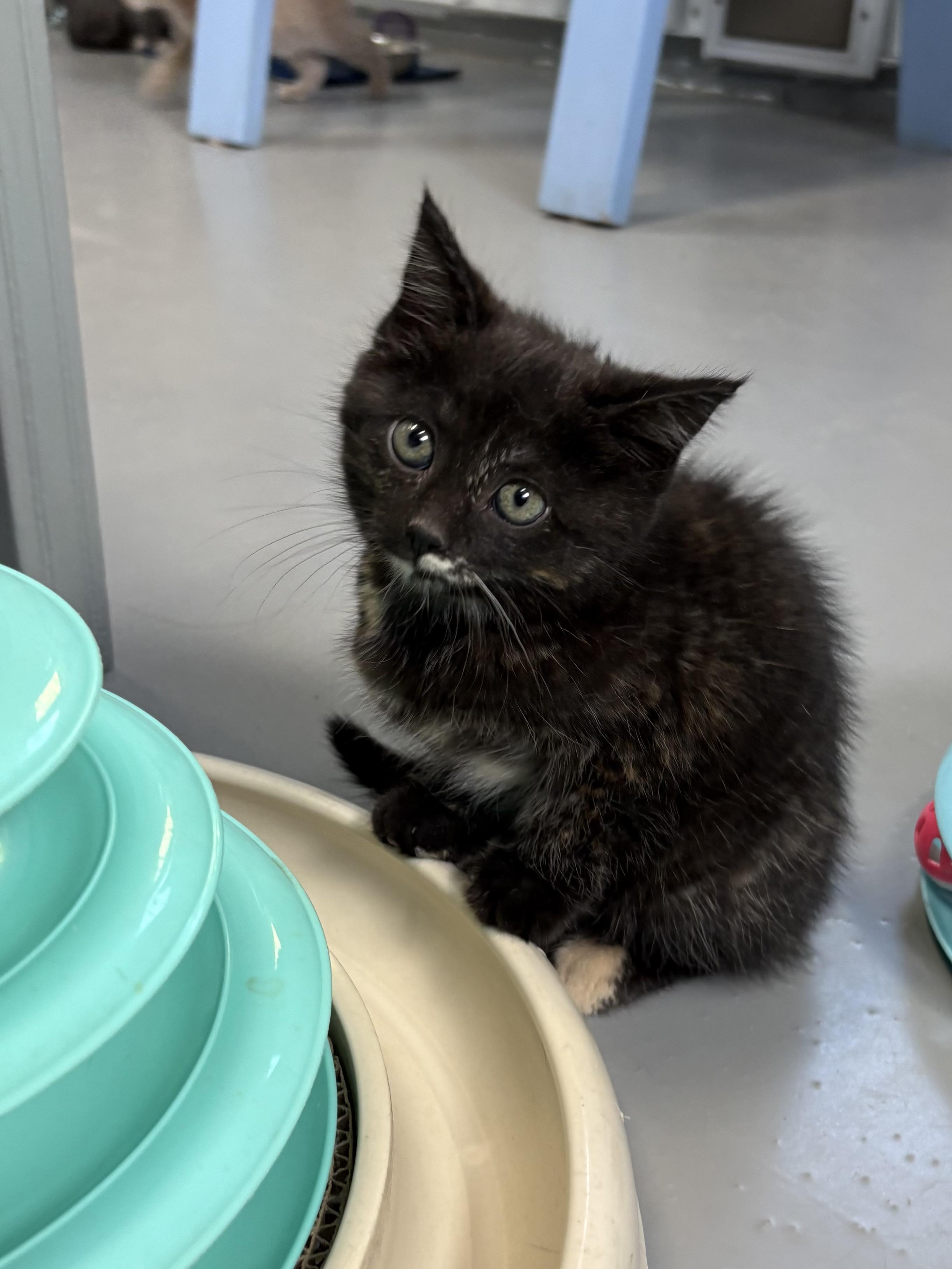 Enlarge Emma, a ADOPTABLE Tortoiseshell in Big Rapids, MI image 2/2