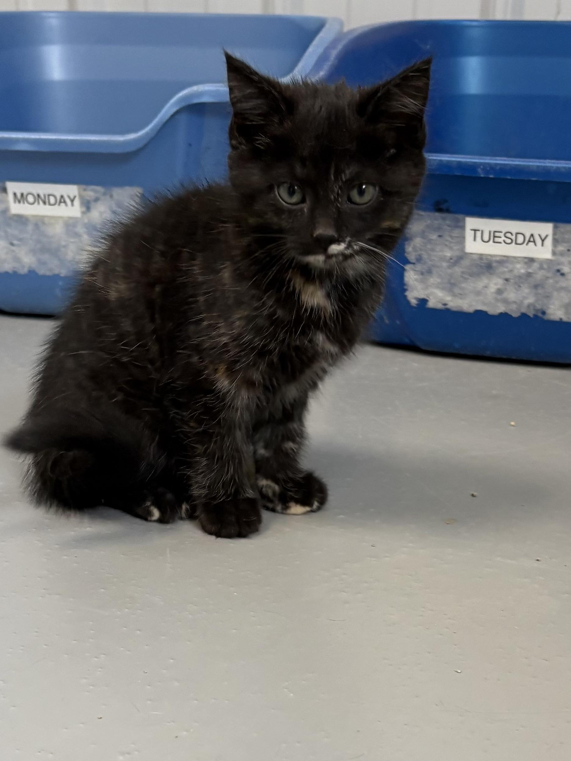 Enlarge Emma, a ADOPTABLE Tortoiseshell in Big Rapids, MI image 1/2