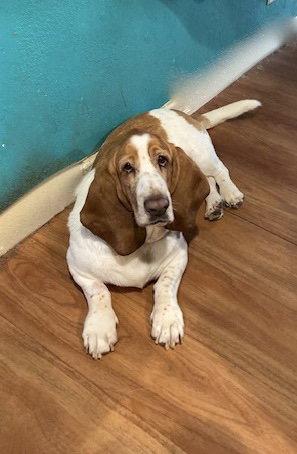 Enlarge Mosho, a Adoptable Basset Hound in Petaluma, CA image 1/2
