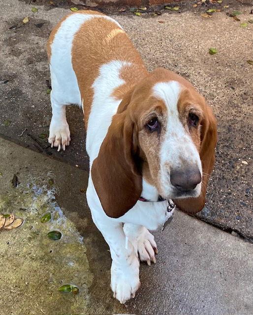 Enlarge Mosho, a Adoptable Basset Hound in Petaluma, CA image 1/1