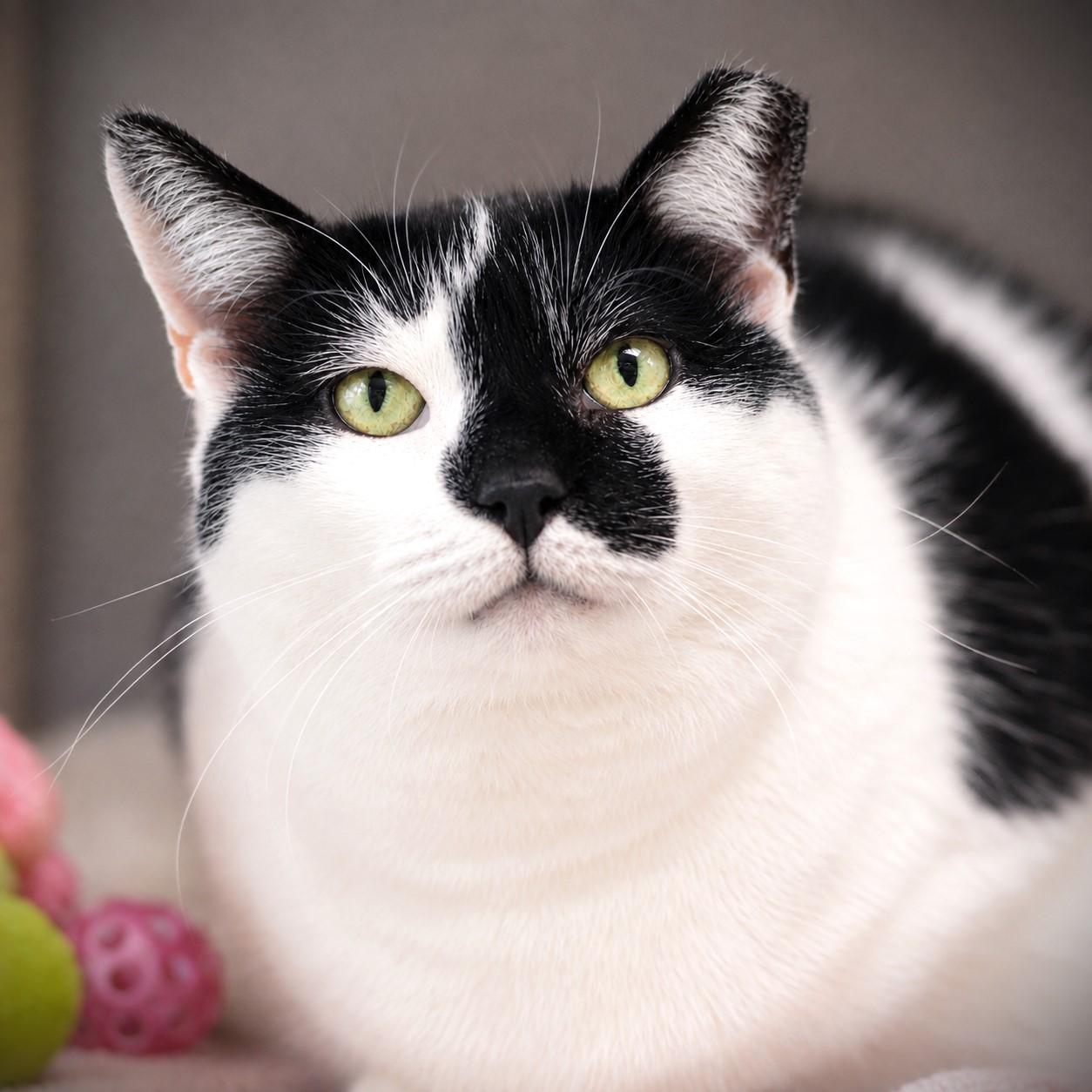 October, an adoptable Domestic Short Hair in Amsterdam, NY image 2/2