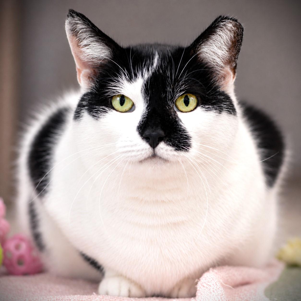 October, adoptable, Adult Female Domestic Short Hair.