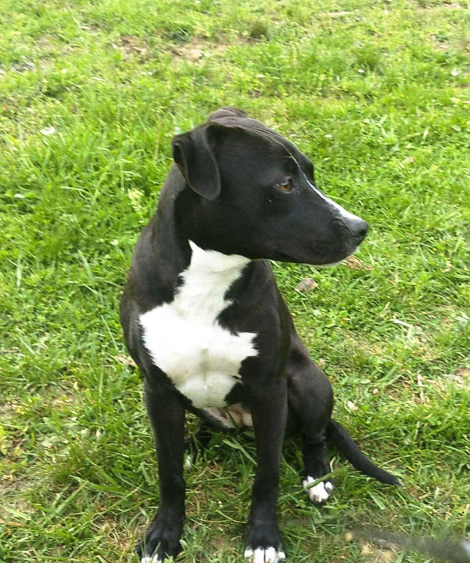 Tangerine, a ADOPTABLE Terrier in Marshall, NC image 2/2