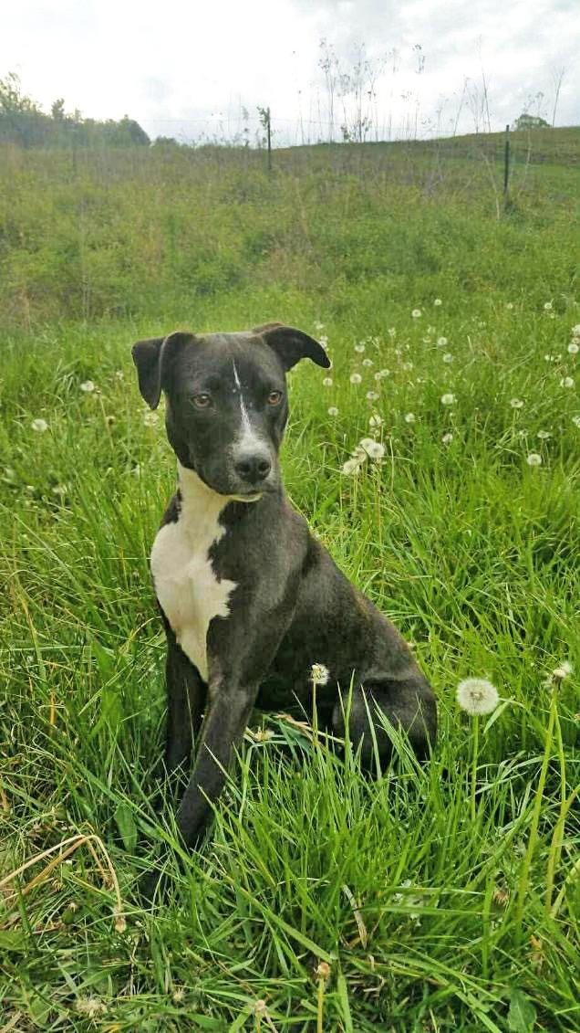 Tangerine, a ADOPTABLE Terrier in Marshall, NC image 1/2