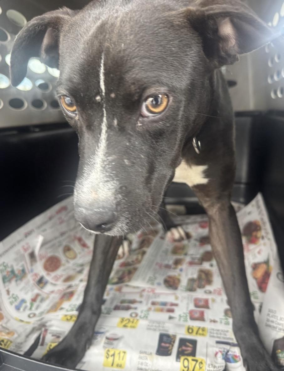 Tangerine, ADOPTABLE, Young Female Terrier.