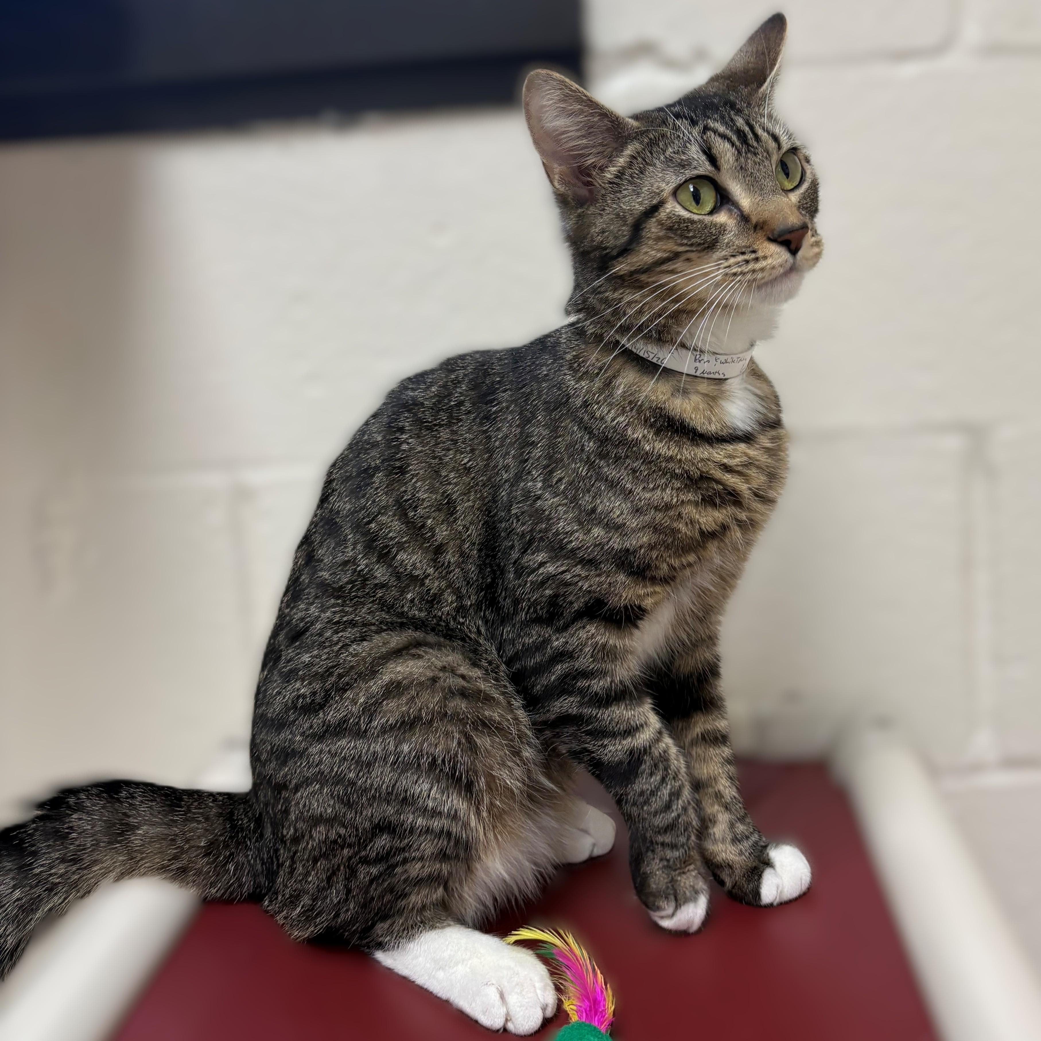 Enlarge Oakley- #50192, a ADOPTABLE Domestic Short Hair in Columbia, MD image 3/4
