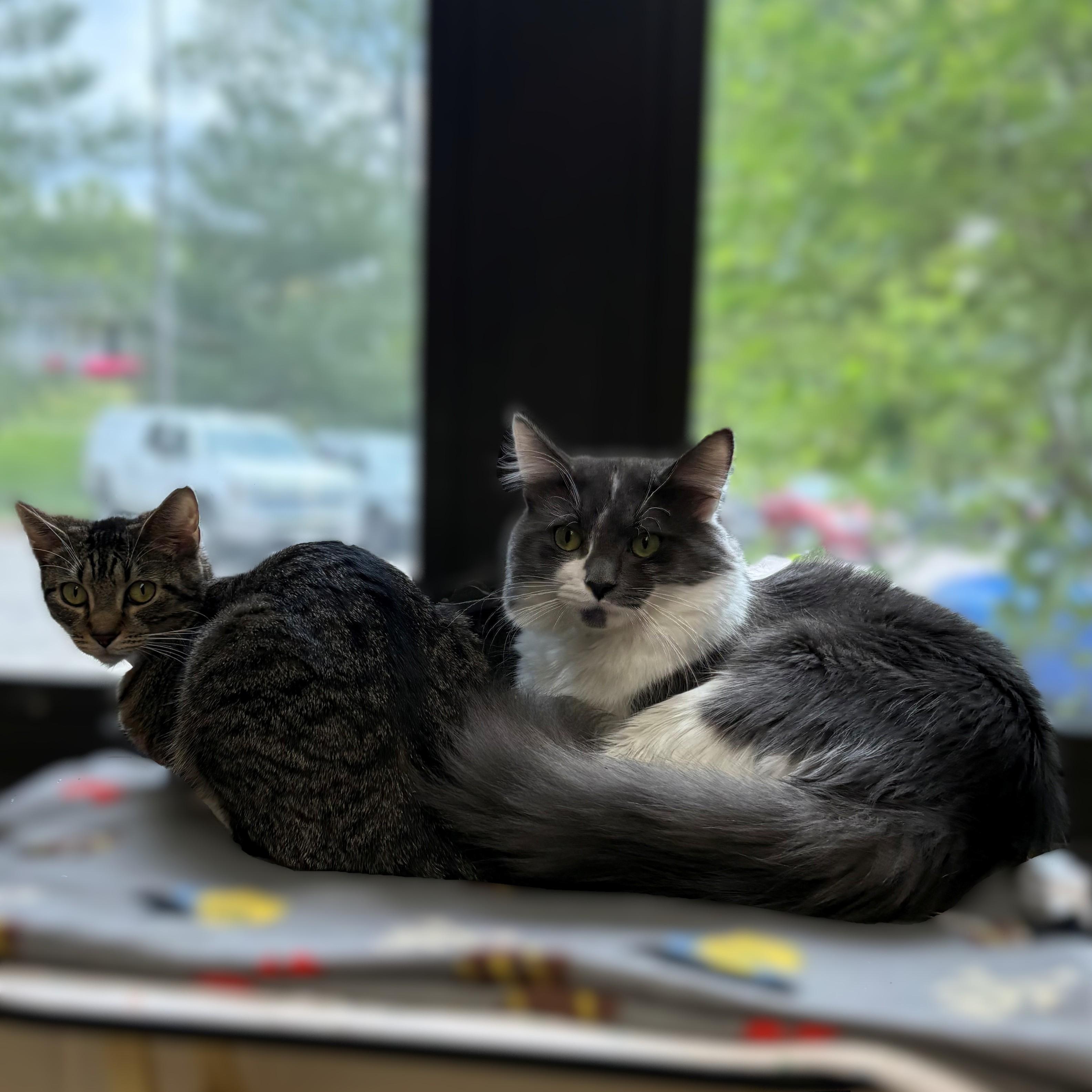 Enlarge Oakley- #50192, a ADOPTABLE Domestic Short Hair in Columbia, MD image 4/4